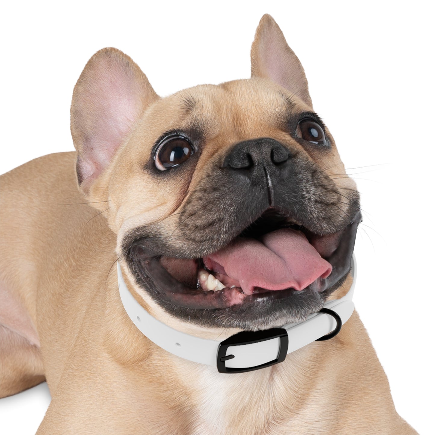 HJB KIND Dog Collar