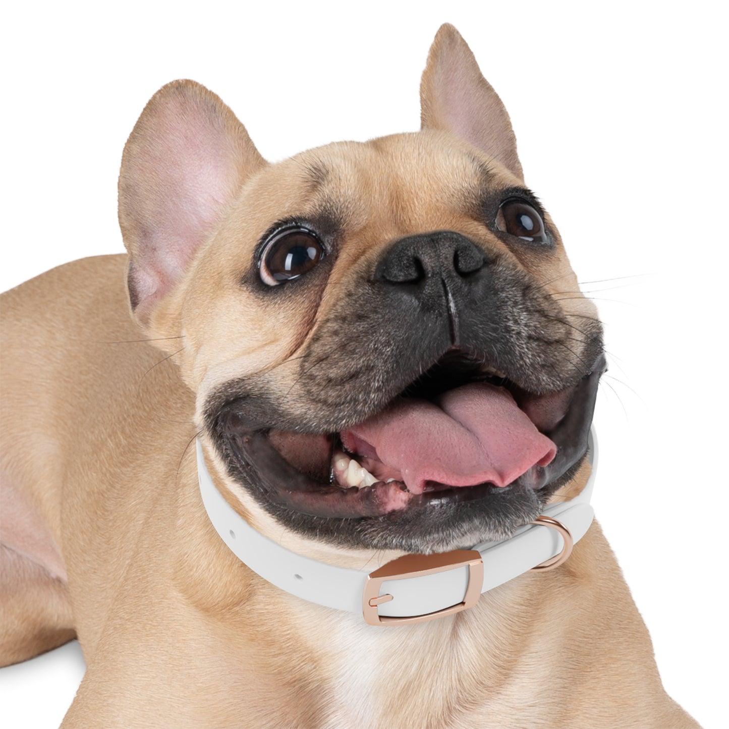 HJB KIND Dog Collar